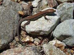 Podarcis muralis breviceps