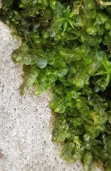 Jungermannia atrovirens