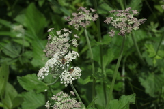 Arafoe aromatica