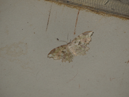 Dasymacaria