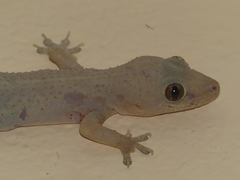 Hemidactylus mabouia image
