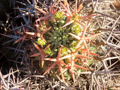 Euphorbia stellispina