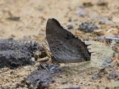 Charaxes catachrous