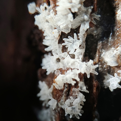 Ceratiomyxa fruticulosa fruticulosa