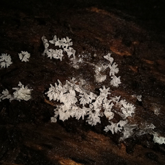 Ceratiomyxa fruticulosa fruticulosa