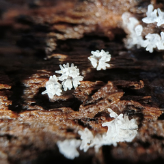 Ceratiomyxa fruticulosa fruticulosa