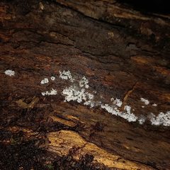 Ceratiomyxa fruticulosa fruticulosa