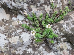 Otiophora cupheoides