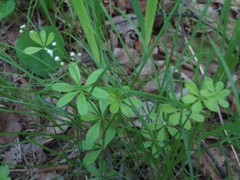Galium dahuricum