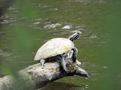Phrynops williamsi