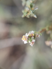 Eriocephalus spinescens