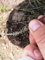 Eriocephalus spinescens