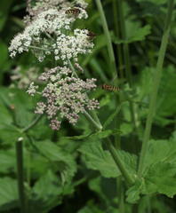 Arafoe aromatica