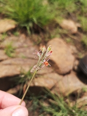 Tulbaghia leucantha