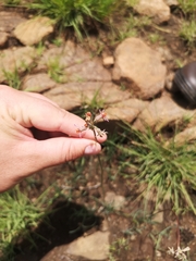 Tulbaghia leucantha