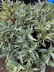 Graptophyllum