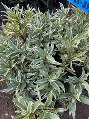 Graptophyllum
