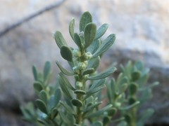 Thymelaea tartonraira valentina