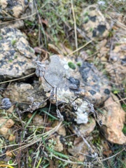 Bupleurum rotundifolium