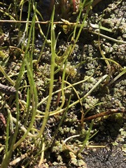 Lilaeopsis polyantha