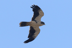 Daptrius albogularis