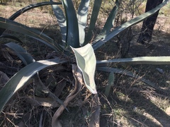 Agave mapisaga