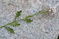 Cardamine uliginosa