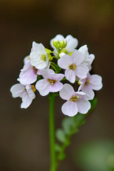 Cardamine uliginosa