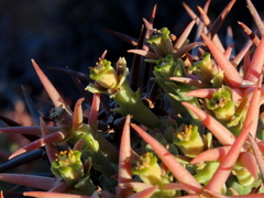 Euphorbia stellispina