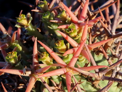 Euphorbia stellispina