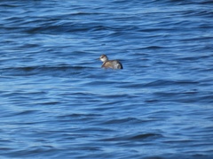 Tachybaptus ruficollis