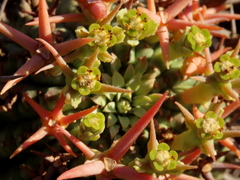 Euphorbia stellispina