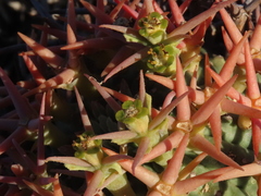 Euphorbia stellispina