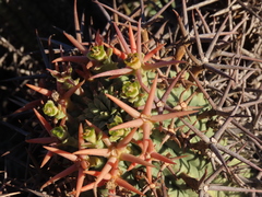 Euphorbia stellispina