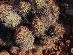 Euphorbia stellispina