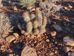 Euphorbia stellispina