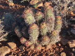 Euphorbia stellispina