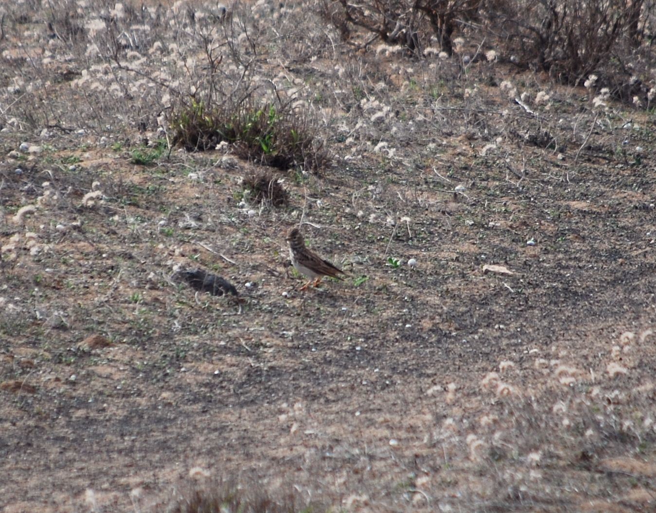 Mediterranean Short-toed Lark