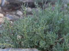 Thymelaea tartonraira valentina