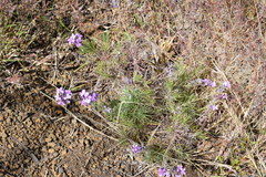 Erysimum caboverdeanum