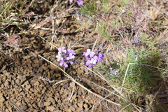 Erysimum caboverdeanum