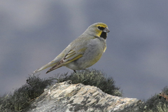 Melanodera xanthogramma