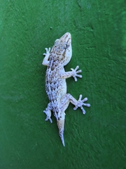 Tarentola boettgeri boettgeri