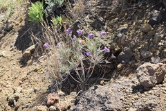 Erysimum caboverdeanum