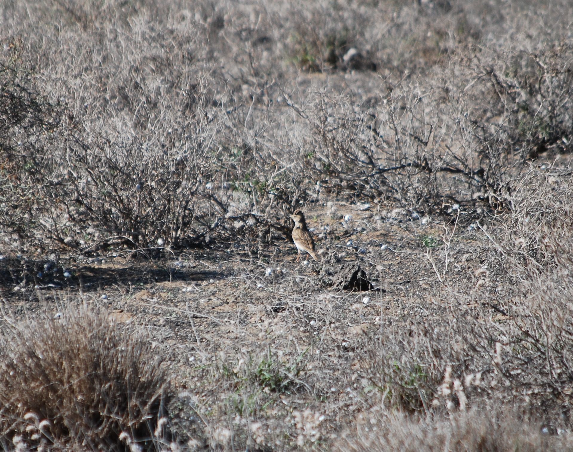 Mediterranean Short-toed Lark