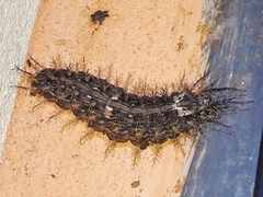 Lonomia obliqua