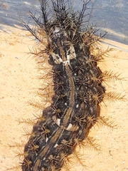 Lonomia obliqua