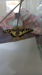 Papilio machaon