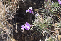 Erysimum caboverdeanum