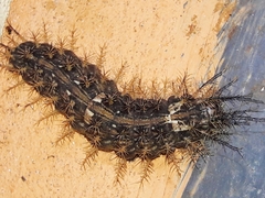 Lonomia obliqua